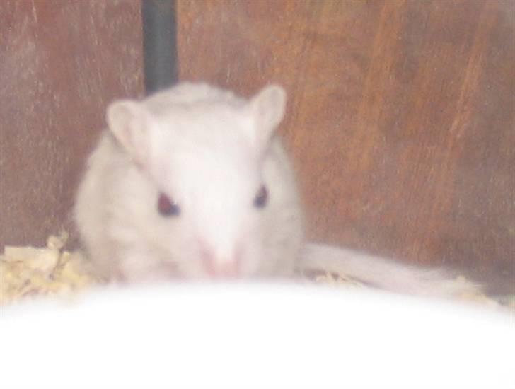 Ørkenrotte snehvide billede 4