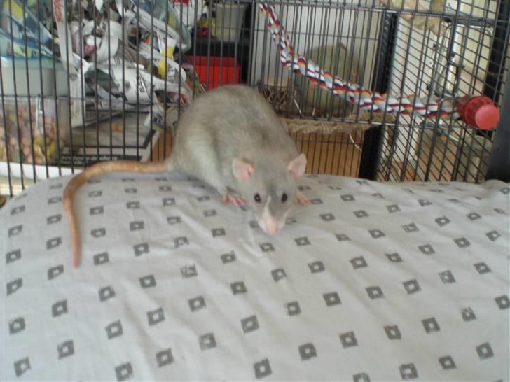 Tamrotte Andalusia RIP - 7/11-08 billede 5