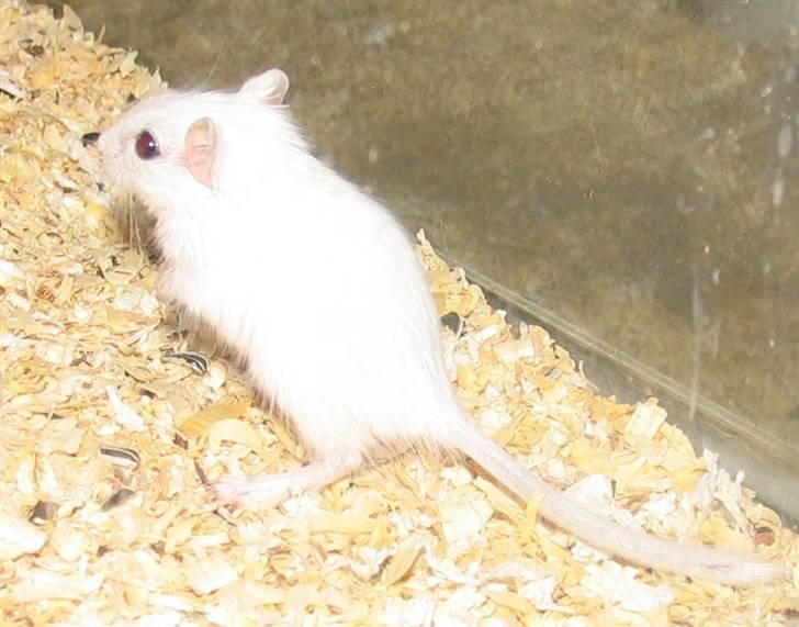 Ørkenrotte snehvide billede 5