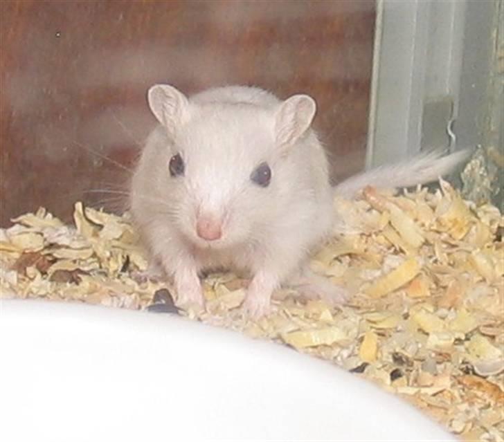 Ørkenrotte snehvide billede 6