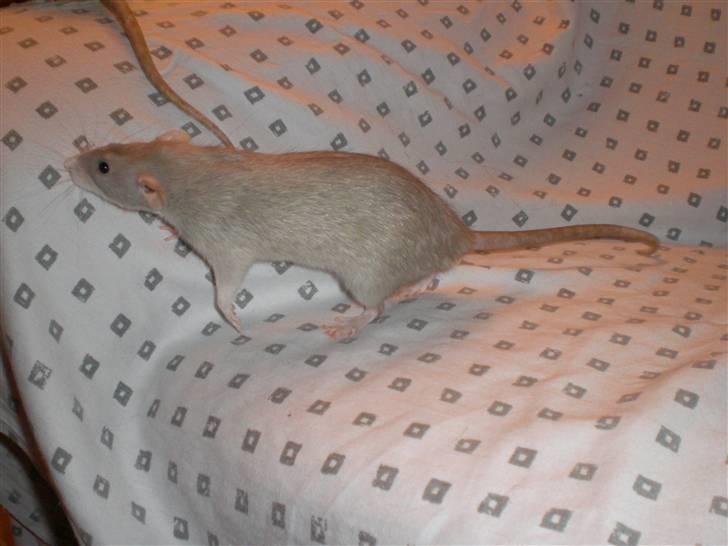 Tamrotte Andalusia RIP - 2/12-08 billede 6