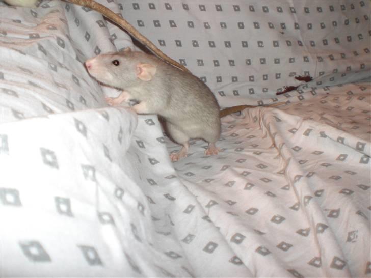 Tamrotte Andalusia RIP - 6/3-09 billede 7