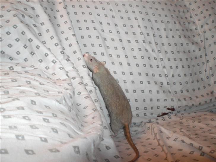 Tamrotte Andalusia RIP - 6/3-09 billede 8