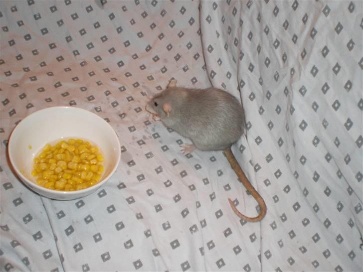 Tamrotte Andalusia RIP - 6/3-09 billede 9