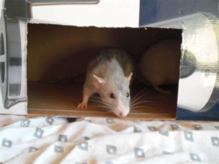 Tamrotte Andalusia RIP - 21/4-09 billede 10