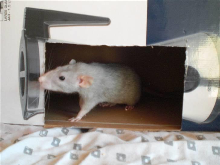 Tamrotte Andalusia RIP - 21/4-09 billede 11