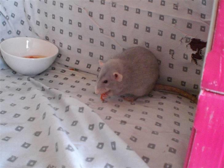 Tamrotte Andalusia RIP - 19/7-09 billede 12