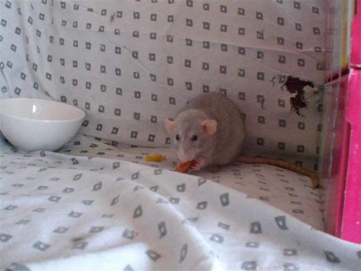 Tamrotte Andalusia RIP - 19/7-09 billede 13