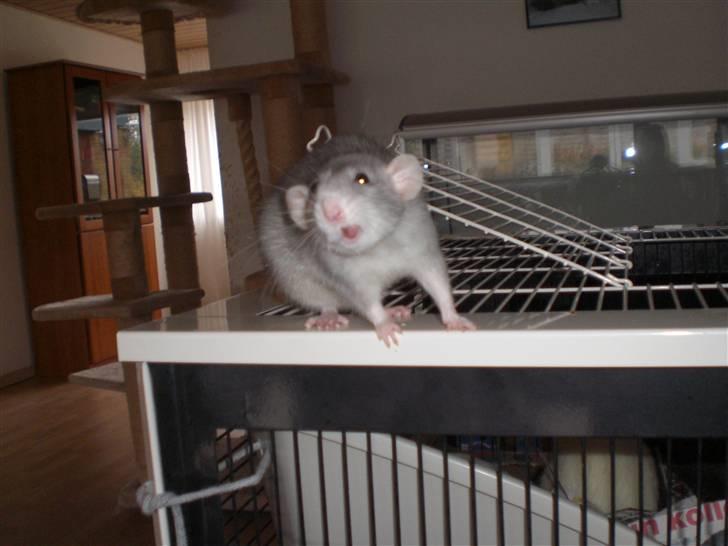 Tamrotte Andalusia RIP - 23/10-09 billede 14