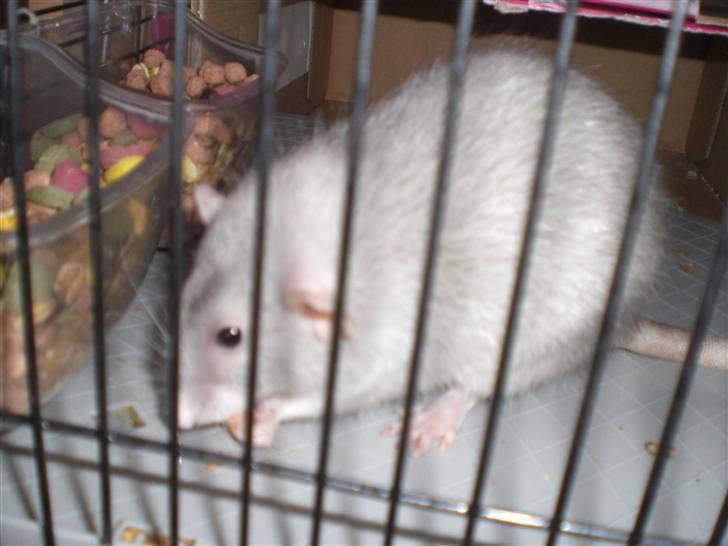 Tamrotte Andalusia RIP - 23/10-09 billede 15