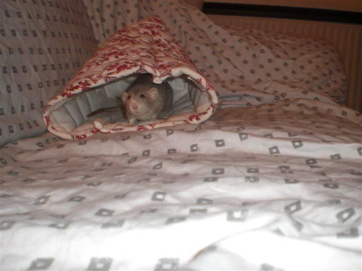 Tamrotte Andalusia RIP - 29/11-09 billede 16