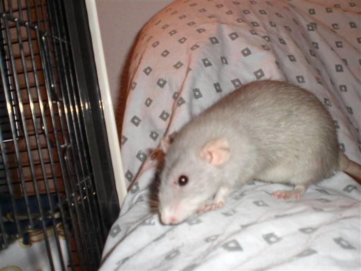 Tamrotte Andalusia RIP - 29/11-09 billede 17