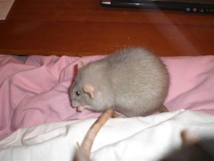 Tamrotte Andalusia RIP - 21/12-09 billede 18