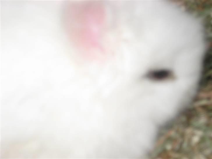 Kanin Snow white billede 1