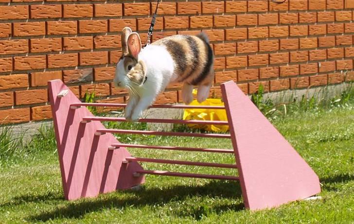 Kanin Beders November Rain billede 4