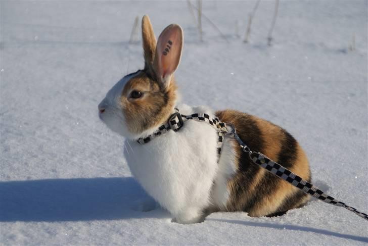 Kanin Beders November Rain billede 5