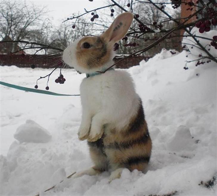 Kanin Beders November Rain billede 6