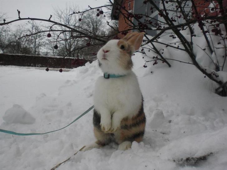 Kanin Beders November Rain - en lille tyk bamse i sneen :D billede 7