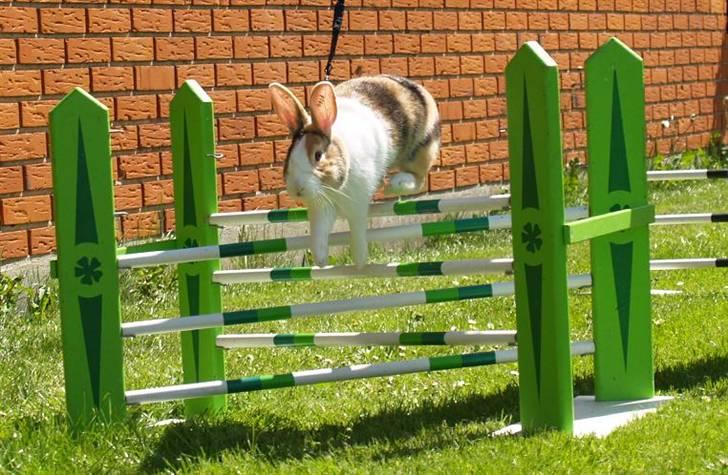 Kanin Beders November Rain billede 8