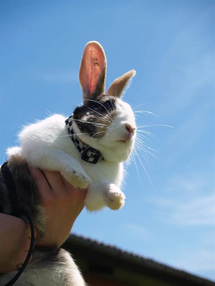 Kanin Beders November Rain billede 9