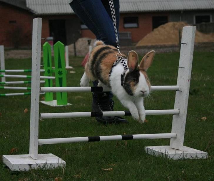 Kanin Beders November Rain billede 10