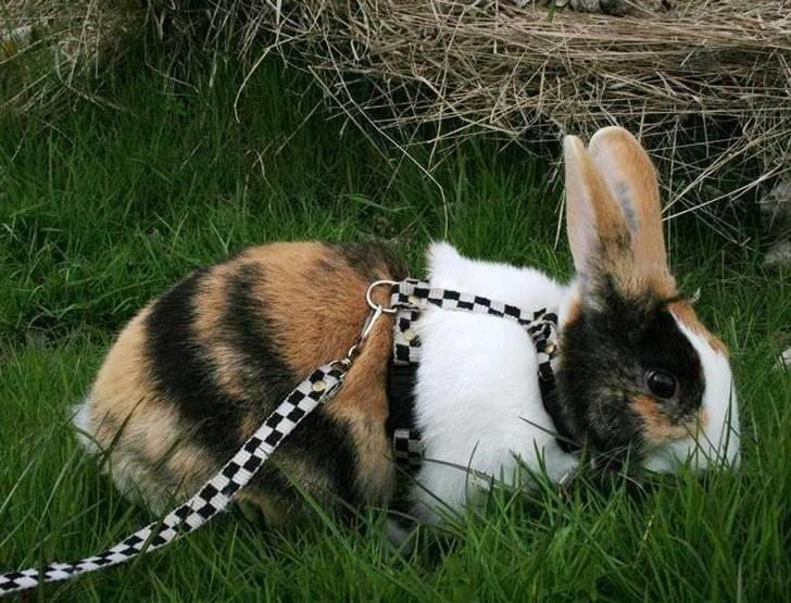 Kanin Beders November Rain billede 11