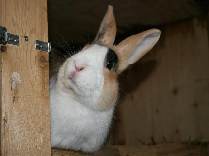 Kanin Beders Tropic Thunder billede 16