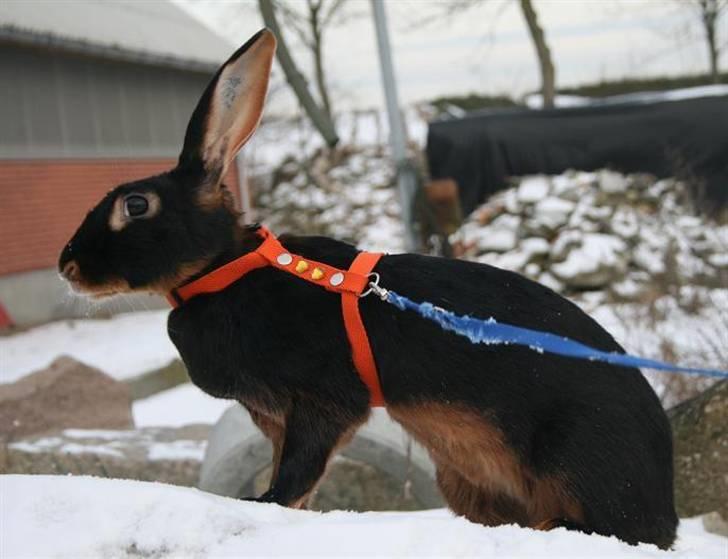 Kanin Savannah billede 8