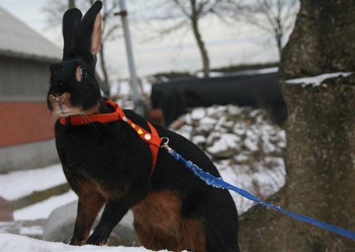 Kanin Savannah - Sneharen :D billede 9