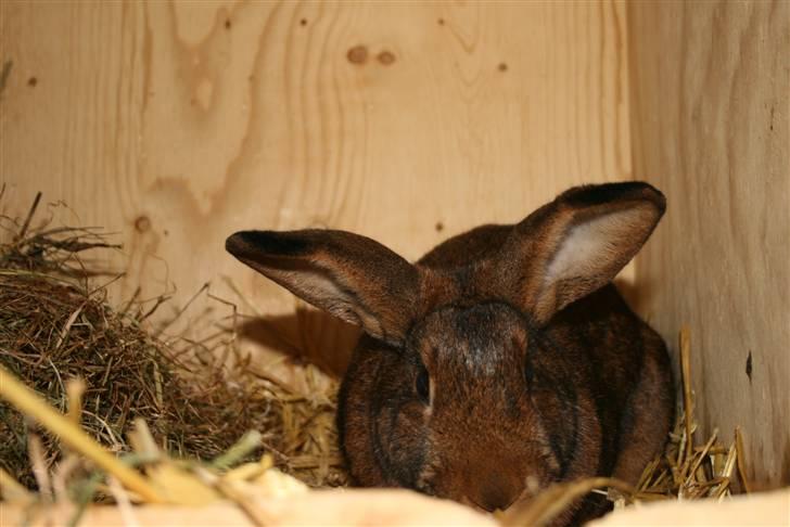 Kanin Magics Magic Highlight billede 9