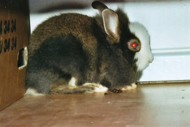 Kanin Sonic *Givet væk* billede 2