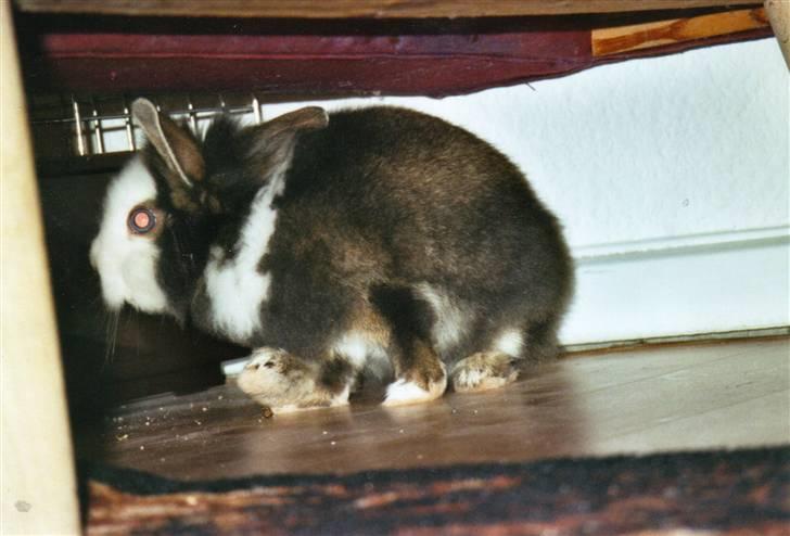 Kanin Sonic *Givet væk* - Freeze! Grinern stilling alligevel ;P billede 3