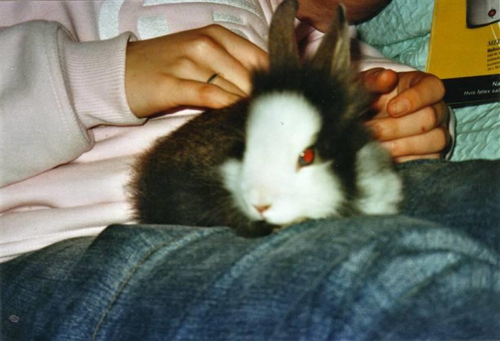 Kanin Sonic *Givet væk* billede 4