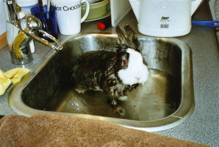 Kanin Sonic *Givet væk* - "Jeg hader dig mor!" Tænkte Sonic nok lige da han kom ned i det afkølende vand (: billede 7