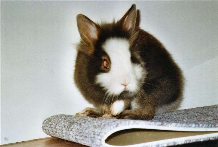 Kanin Sonic *Givet væk* billede 11