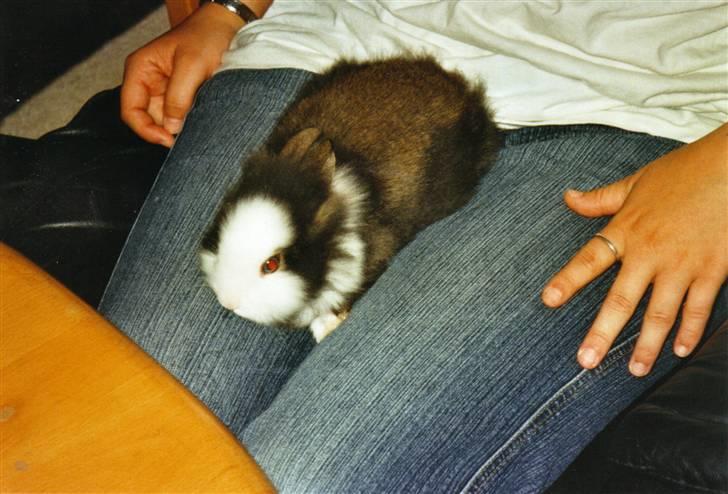 Kanin Sonic *Givet væk* - Lille Sonic på dagen jeg fik ham (: billede 12