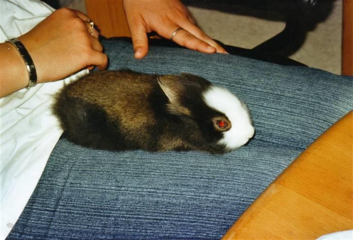 Kanin Sonic *Givet væk* - Lille Sonic på dagen jeg fik ham (: billede 13