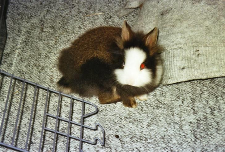 Kanin Sonic *Givet væk* billede 14