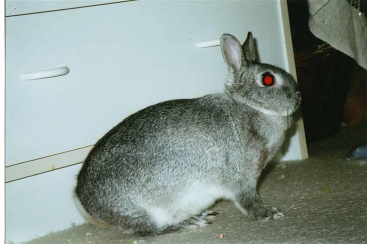 Kanin Taiga *R.I.P.* - Velkommen til Taigas profil, smid gerne en kommentar (: billede 1