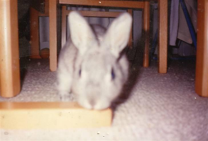 Kanin Taiga *R.I.P.* - "Halløj" billede 2