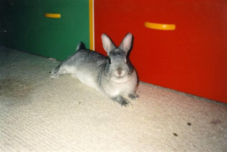 Kanin Taiga *R.I.P.* billede 5