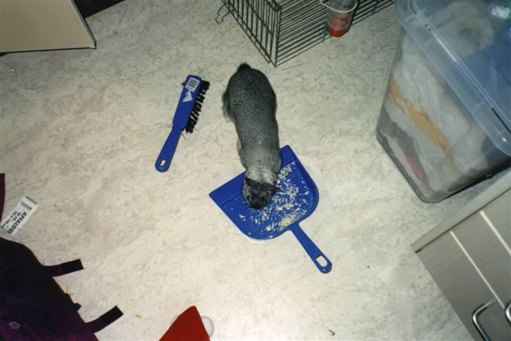 Kanin Taiga *R.I.P.* billede 6