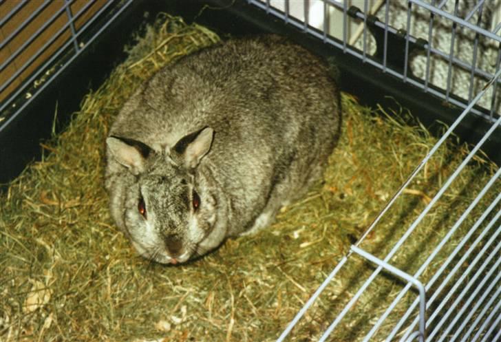 Kanin Taiga *R.I.P.* billede 7