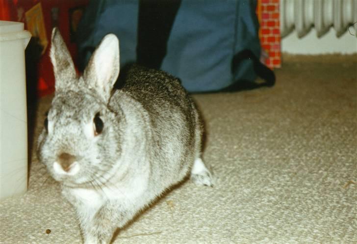 Kanin Taiga *R.I.P.* billede 8