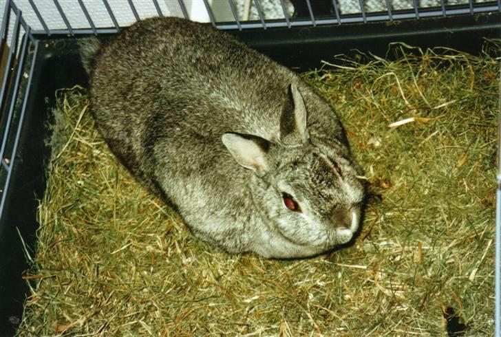 Kanin Taiga *R.I.P.* billede 9