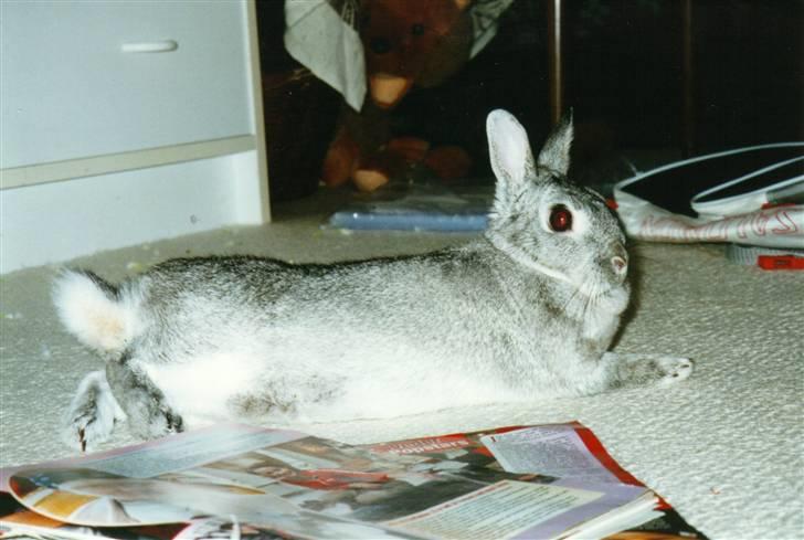 Kanin Taiga *R.I.P.* billede 10