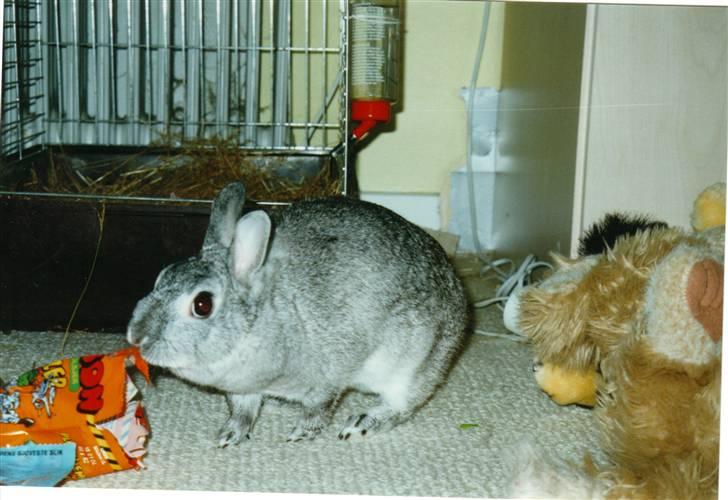 Kanin Taiga *R.I.P.* billede 11