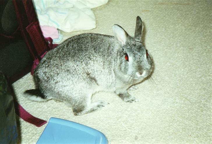 Kanin Taiga *R.I.P.* billede 12