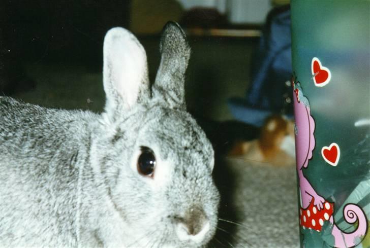 Kanin Taiga *R.I.P.* billede 13