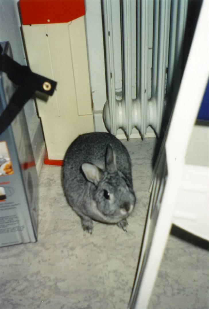 Kanin Taiga *R.I.P.* billede 14